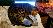 Lexus is registered to the contest to win money with this photo: cat, tabby_cat, laptop, keyboard, blanket, indoor, wooden_floor, warm_lighting, pet, animal, cozy, fur, striped, domestic_cat, computer, technology, home, table, cushion, relaxation