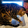 cat, tabby_cat, laptop, keyboard, blanket, indoor, wooden_floor, warm_lighting, pet, animal, cozy, fur, striped, domestic_cat, computer, technology, home, table, cushion, relaxation