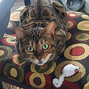 Lexus is registered to the contest to win money with this photo: cat, bengal_cat, green_eyes, chair, colorful_cushion, toy_mouse, indoor, floor, wooden_table, cat_tunnel, pattern, furniture, pet, domestic_animal, looking, animal, feline, close_up, resting, alert