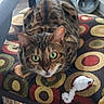 cat, bengal_cat, green_eyes, chair, colorful_cushion, toy_mouse, indoor, floor, wooden_table, cat_tunnel, pattern, furniture, pet, domestic_animal, looking, animal, feline, close_up, resting, alert