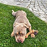dog, pet, grass, toy, rope_toy, outdoor, animal, playful, brown_dog, lying_down, green_grass, pavement, cobblestone, nature, canine, cute, resting, summer, daytime, closeup
