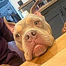 Arya participe au concours pour gagner de l'argent avec cette photo : dog, close_up, table, wooden_table, indoors, kitchen, brown_dog, face, ears, eyes, nose, curious, resting, pet, household, countertop, cabinet, furniture, domestic, animal
