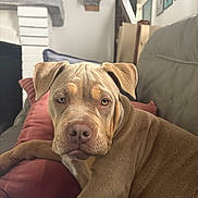 Arya participe au concours pour gagner de l'argent avec cette photo : dog, lounge, couch, pillow, living_room, fireplace, pet, canine, indoor, fur, ears, snout, relaxed, home, brown, animal, portrait, paw, furniture, decor