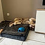 Kingsley participe au concours pour gagner de l'argent avec cette photo : animal, architecture, building, canine, cat, computerhardware, dog, dogbed, electronics, furniture, homedecor, indoors, interiordesign, livingroom, mat, pet, puppy, room, rug, whiteboard