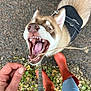 accessories, animal, bodypart, canine, clothing, dog, face, finger, grass, hand, head, husky, pants, person, pet, photography, plant, portrait, puppy, strap