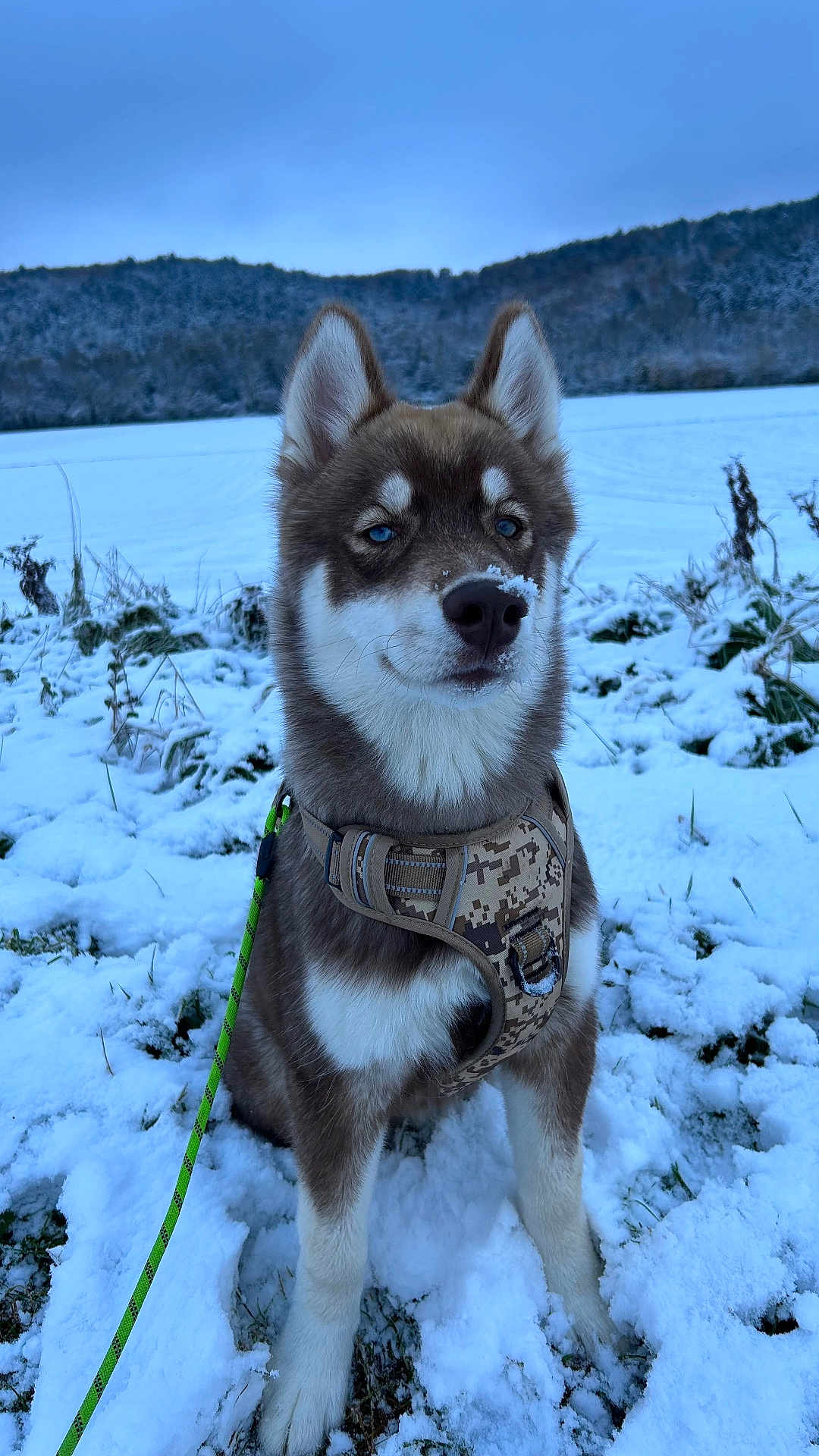 Kingsley participe au concours pour gagner de l'argent avec cette photo : accessories, animal, canine, collar, dog, eskimodog, husky, ice, leash, nature, outdoors, pet, plant, puppy, snow, soil, strap, tree, vegetation, winter