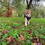 Kingsley a rejoint le concours — aidez-le/la à gagner de superbes lots ! animal, canine, dog, grass, green, grove, herbal, herbs, jungle, land, leaf, nature, outdoors, pet, plant, puppy, soil, tree, vegetation, woodland