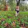animal, canine, dog, grass, green, grove, herbal, herbs, jungle, land, leaf, nature, outdoors, pet, plant, puppy, soil, tree, vegetation, woodland