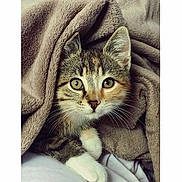 Nala participe au concours pour gagner de l'argent avec cette photo : american_shorthair, asian, california_spangled, cat, cat_like_mammal, domestic_short_haired_cat, dragon_li, european_shorthair, fur, kitten, mammal, small_to_medium_sized_cats, snout, tabby_cat, whiskers