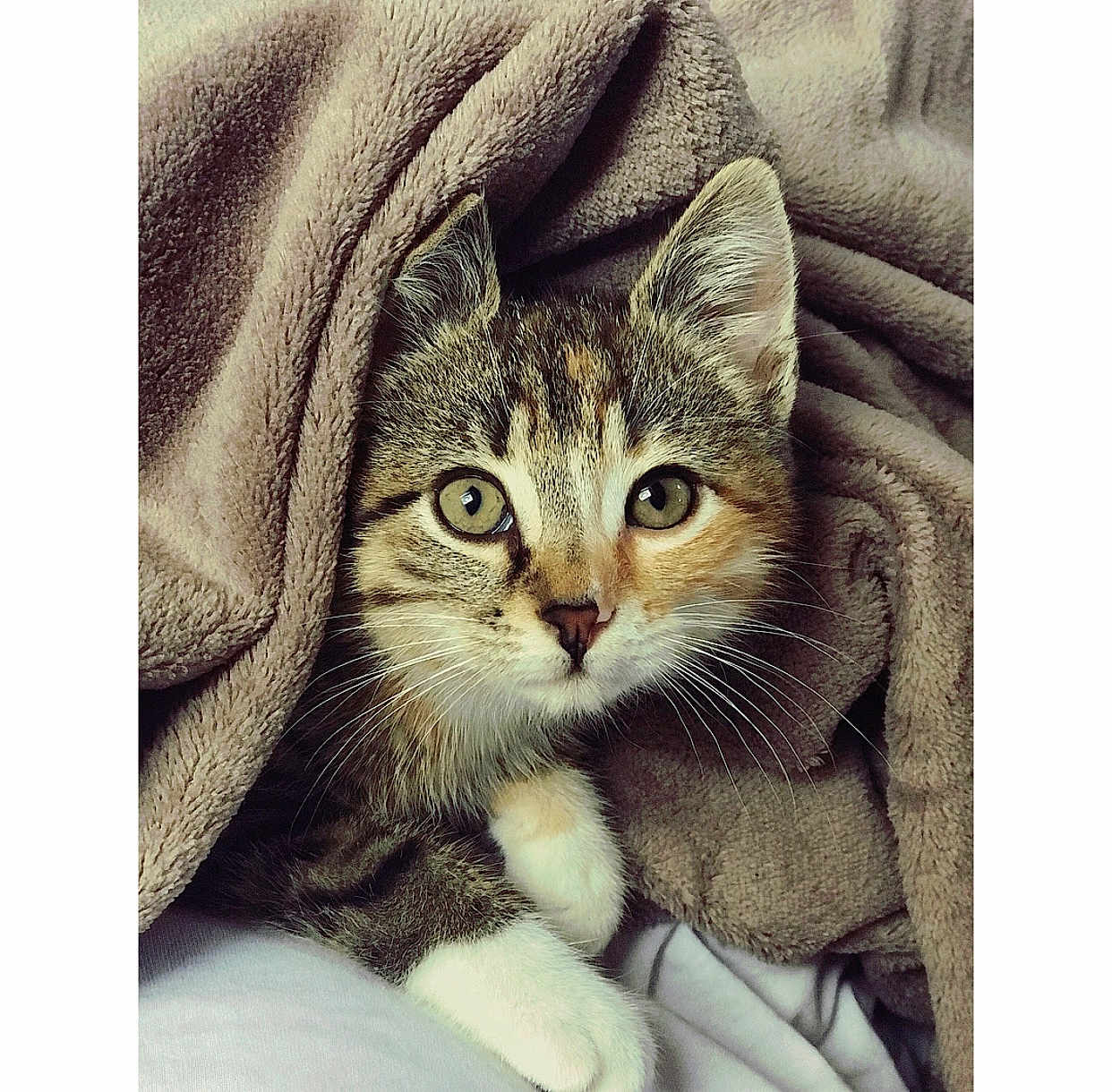 Nala