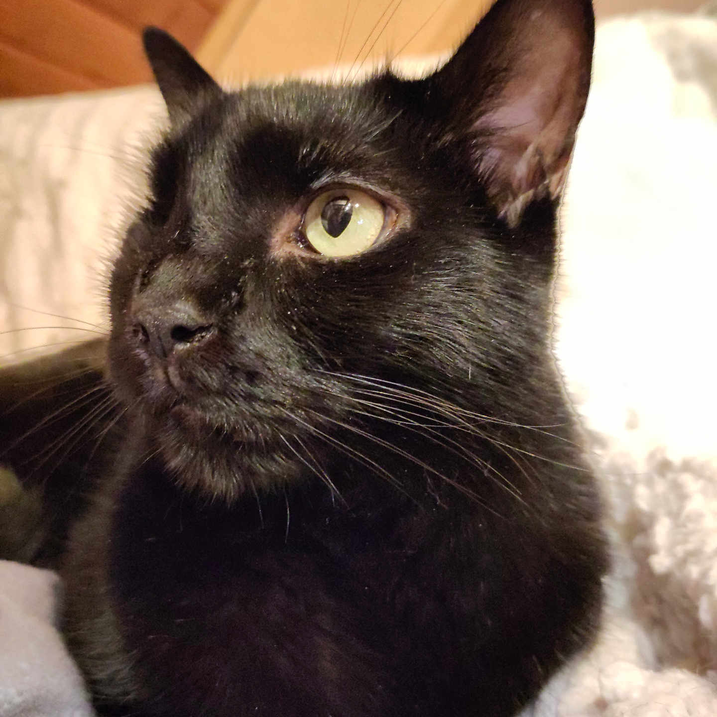 Léon a rejoint le concours — aidez-le/la à gagner de superbes lots ! abyssinian, animal, blackcat, cat, kitten, manx, pet, siamese