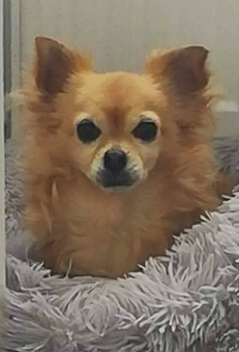 Angie participe au concours pour gagner de l'argent avec cette photo : canidae, carnivore, chihuahua, companion_dog, dog, dog_breed, dog_supply, ear, fawn, fur, german_spitz, liver, snout, spitz, sporting_group, terrestrial_animal, toy_dog, whiskers, wildlife, working_animal