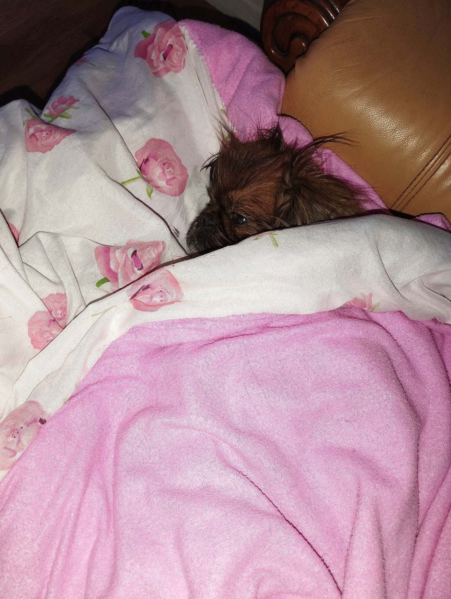 Guyzmo a rejoint le concours — aidez-le/la à gagner de superbes lots ! bed, bed_sheet, bedding, bedroom, bedtime, comfort, companion_dog, couch, duvet, fur, hair, human_leg, linens, magenta, nap, pattern, pillow, pink, sleeve, thigh