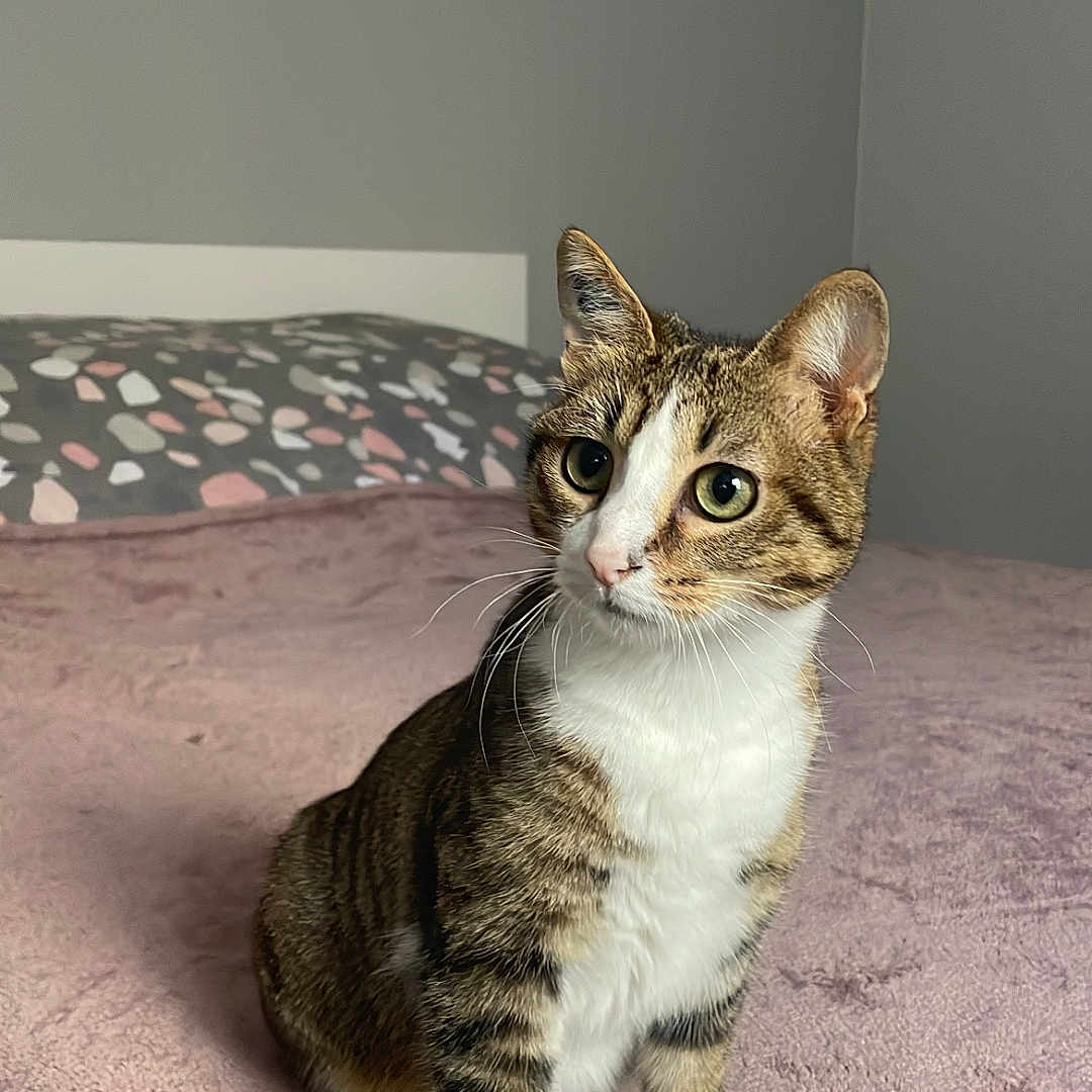 Myllie participe au concours pour gagner de l'argent avec cette photo : abyssinian, animal, bed, bedroom, blanket, cat, couch, cushion, furniture, hardwood, homedecor, indoors, kitten, manx, pet, quilt, room, siamese, wood