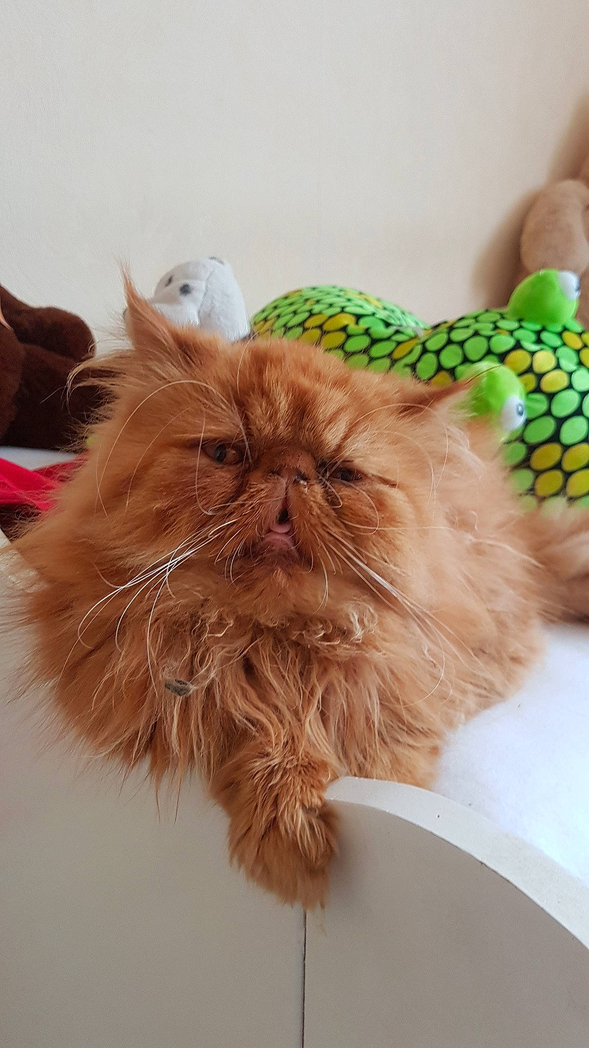 Pikachu a rejoint le concours — aidez-le/la à gagner de superbes lots ! british_longhair, carnivore, cat, domestic_long_haired_cat, fawn, felidae, fur, kitten, norwegian_forest_cat, persian, small_to_medium_sized_cats, snout, whiskers