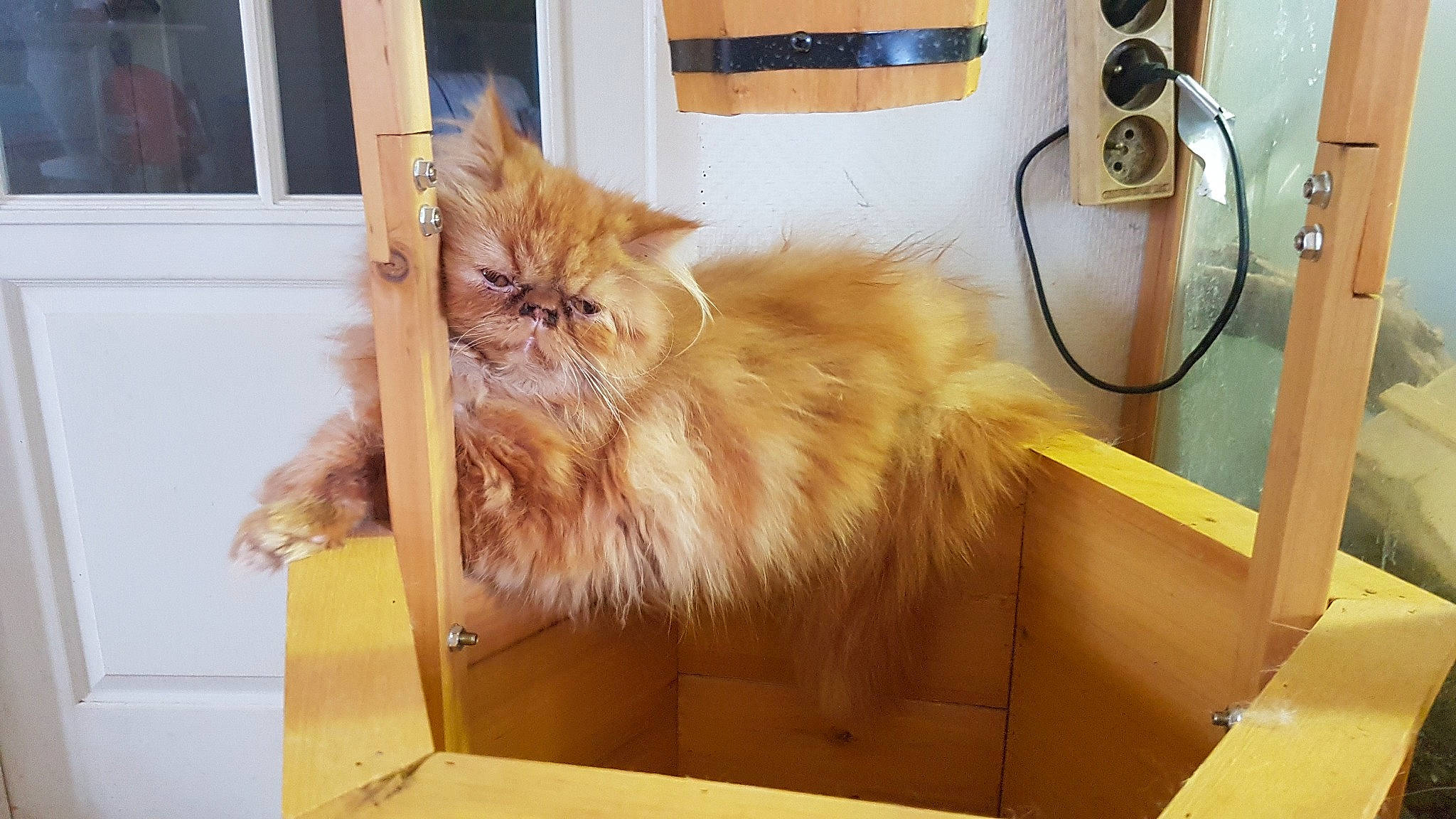 Pikachu a rejoint le concours — aidez-le/la à gagner de superbes lots ! asian_semi_longhair, british_longhair, carnivore, cat, domestic_long_haired_cat, fawn, felidae, fur, norwegian_forest_cat, persian, ragamuffin, small_to_medium_sized_cats, somali, whiskers, wood