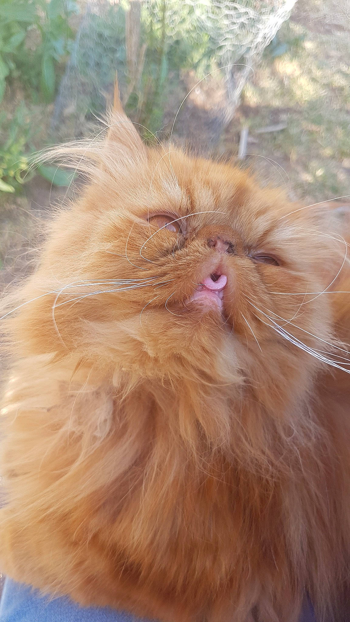 Pikachu a rejoint le concours — aidez-le/la à gagner de superbes lots ! asian_semi_longhair, british_longhair, carnivore, cat, close_up, domestic_long_haired_cat, fawn, felidae, fur, liver, mammal, norwegian_forest_cat, persian, small_to_medium_sized_cats, snout, whiskers