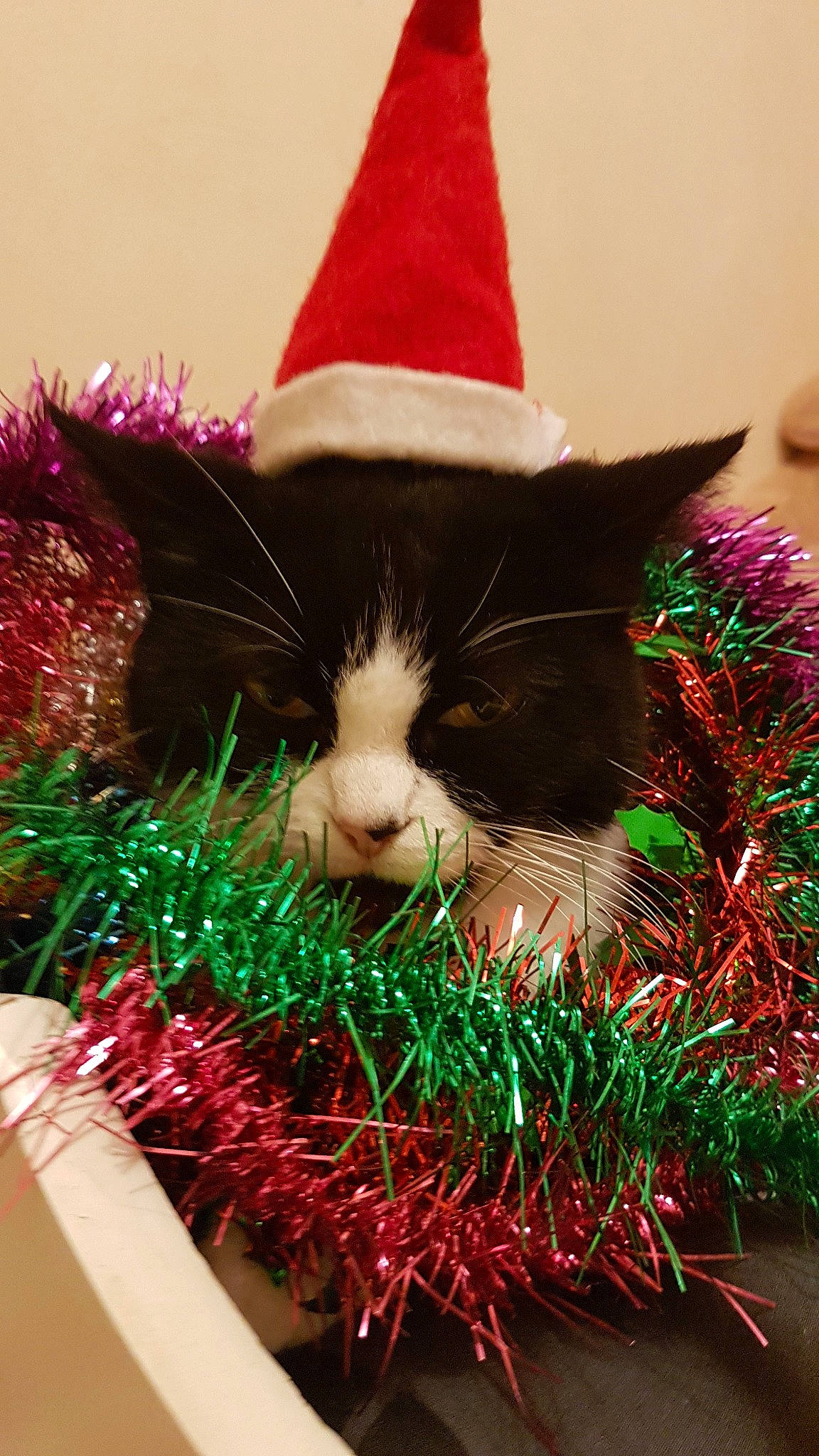 Lola a rejoint le concours — aidez-le/la à gagner de superbes lots ! carnivore, cat, christmas, christmas_decoration, christmas_eve, christmas_ornament, christmas_tree, event, felidae, fictional_character, fur, hat, holiday, interior_design, kitten, party_hat, plant, small_to_medium_sized_cats, tree, whiskers