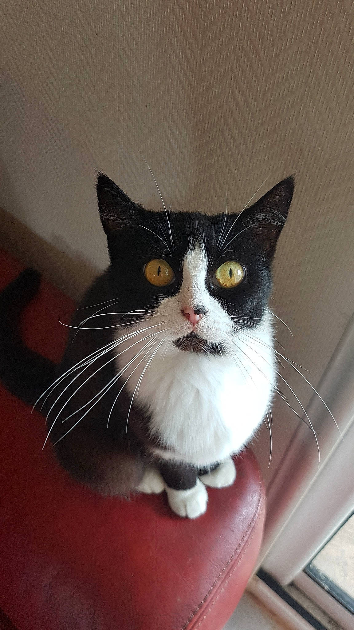 Lola participe au concours pour gagner de l'argent avec cette photo : aegean_cat, american_wirehair, asian, carnivore, cat, domestic_short_haired_cat, european_shorthair, eye, felidae, fur, kitten, nose, polydactyl_cat, small_to_medium_sized_cats, snout, whiskers