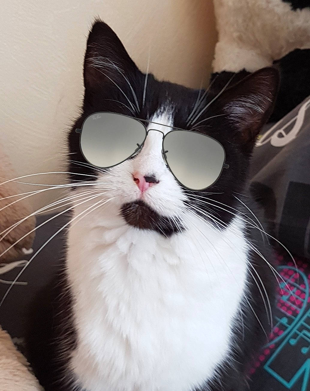 Lola a rejoint le concours — aidez-le/la à gagner de superbes lots ! american_wirehair, black_and_white, carnivore, cat, domestic_short_haired_cat, ear, eye, eyewear, felidae, fur, glasses, kitten, nose, small_to_medium_sized_cats, snout, sunglasses, whiskers