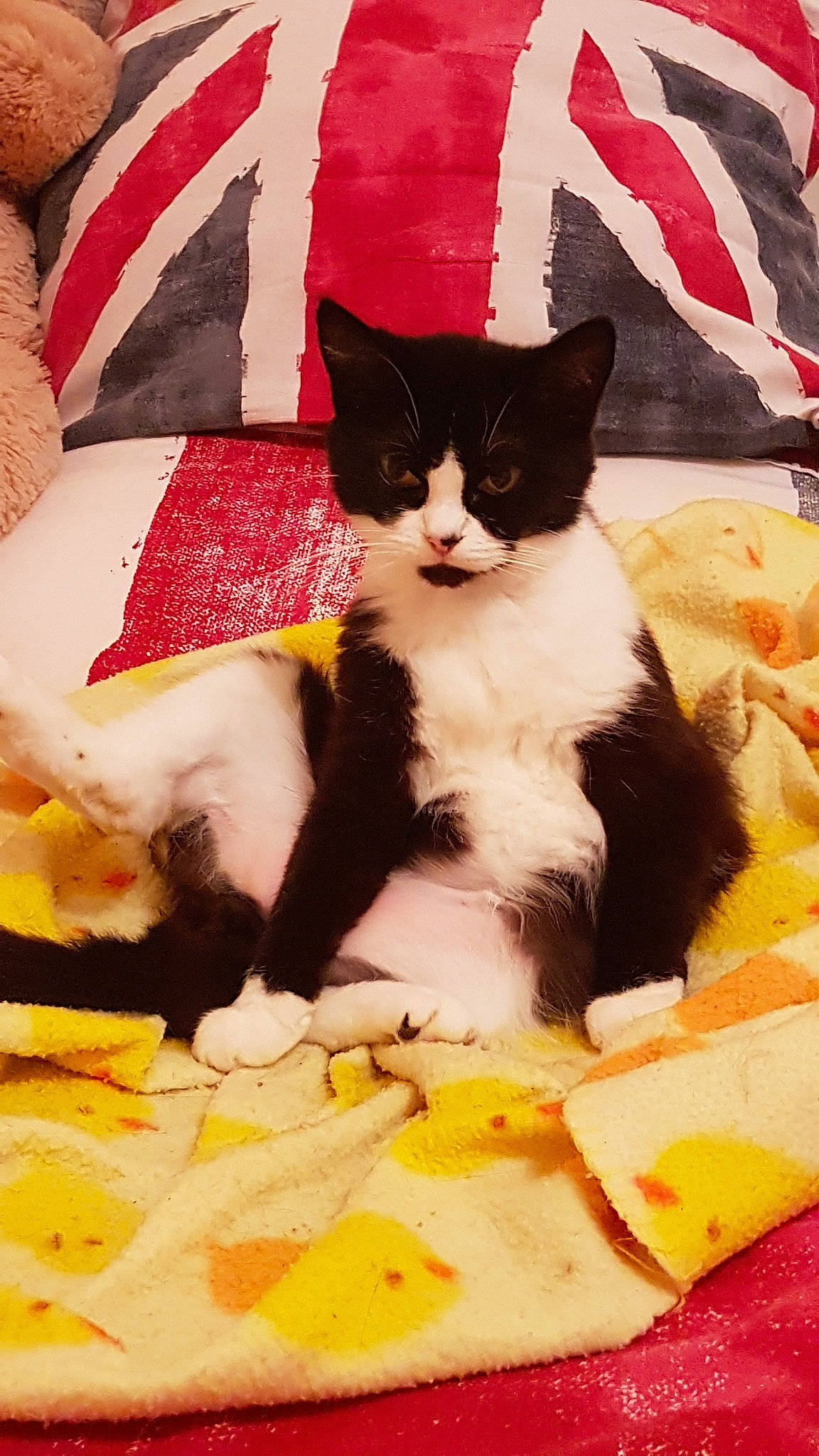 Lola a rejoint le concours — aidez-le/la à gagner de superbes lots ! carnivore, cat, domestic_short_haired_cat, european_shorthair, felidae, kitten, polydactyl_cat, small_to_medium_sized_cats, whiskers