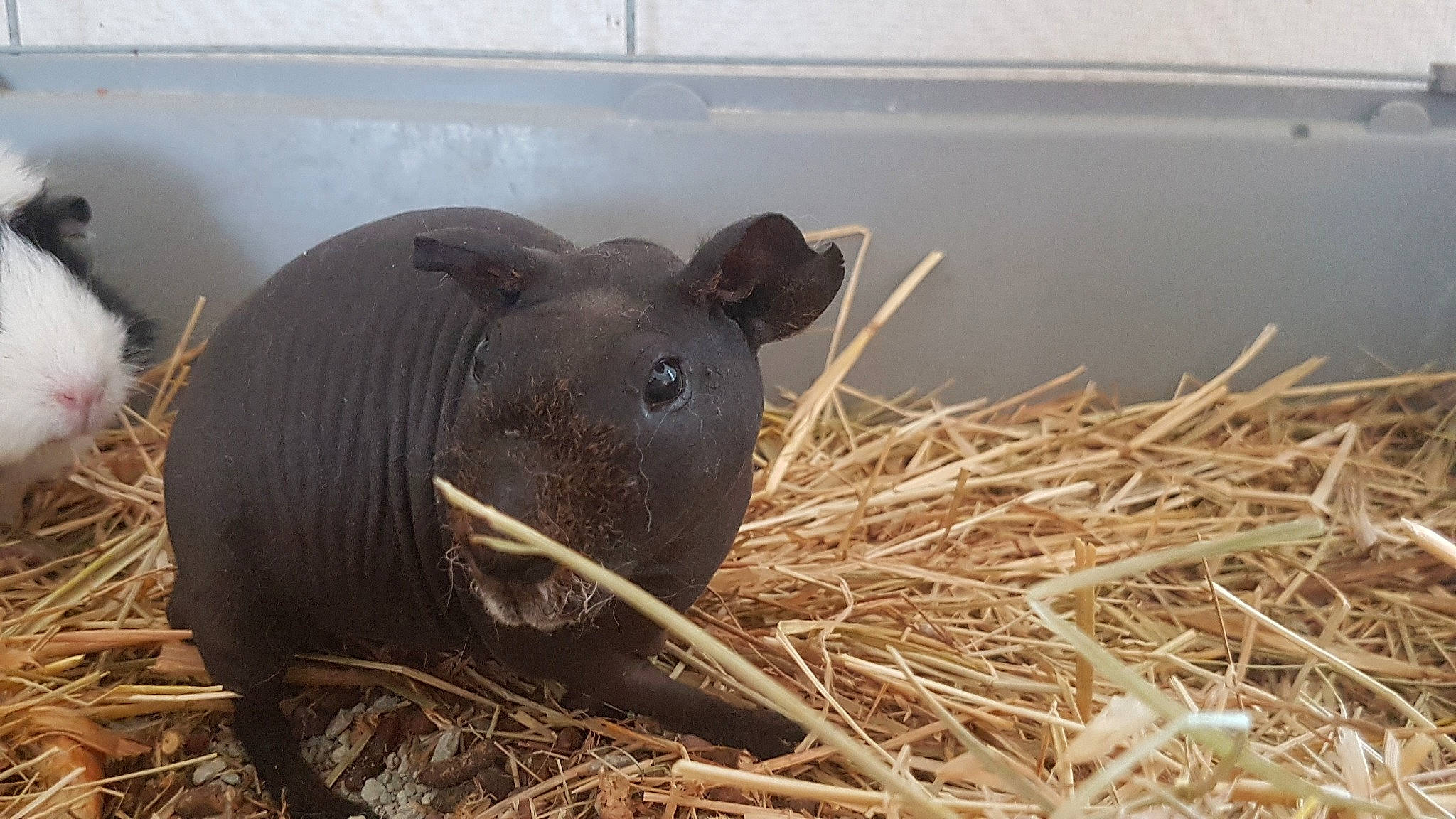Titi participe au concours pour gagner de l'argent avec cette photo : snout, tapir, terrestrial_animal
