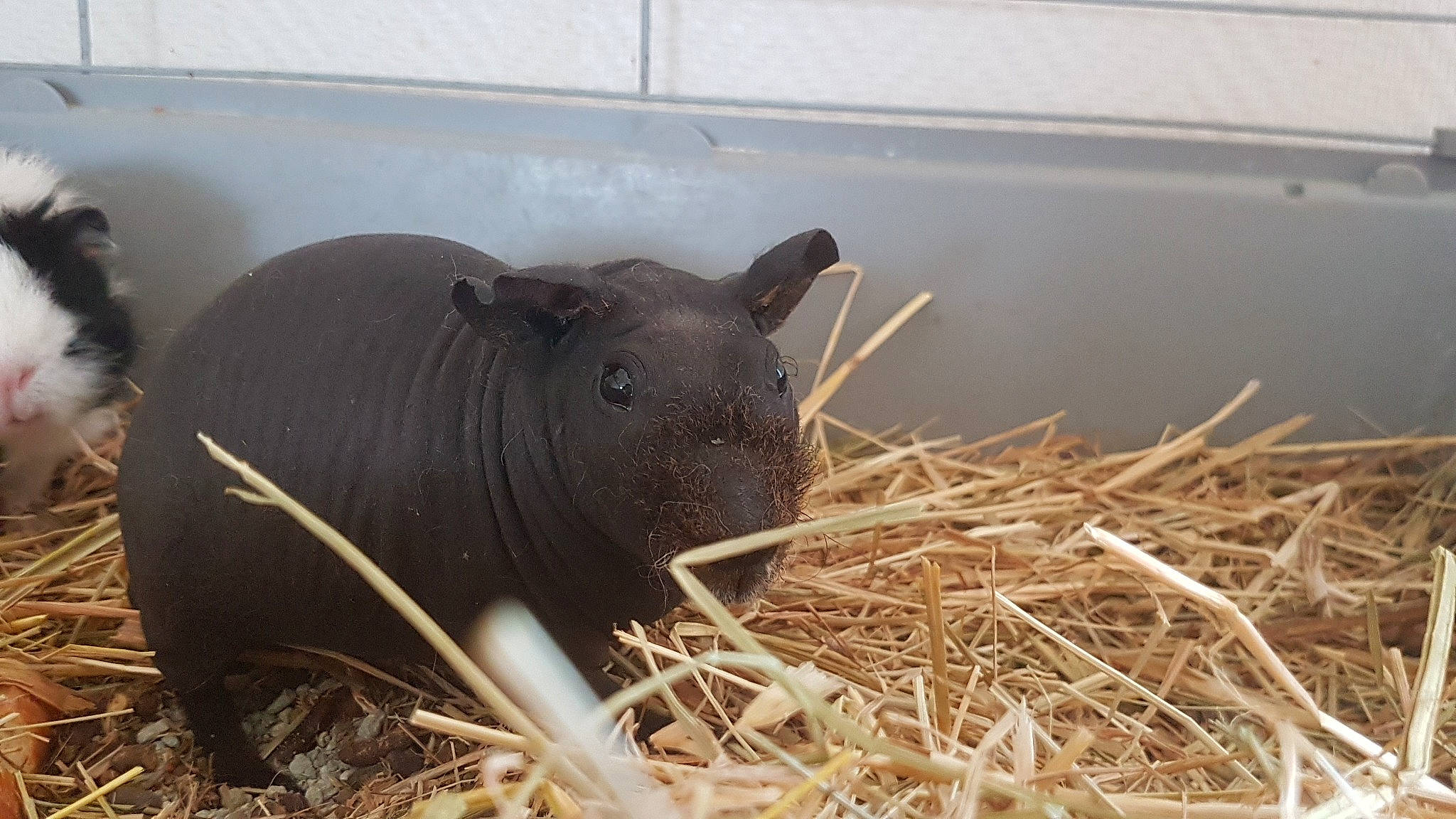 Titi participe au concours pour gagner de l'argent avec cette photo : snout, tapir, terrestrial_animal, wildlife