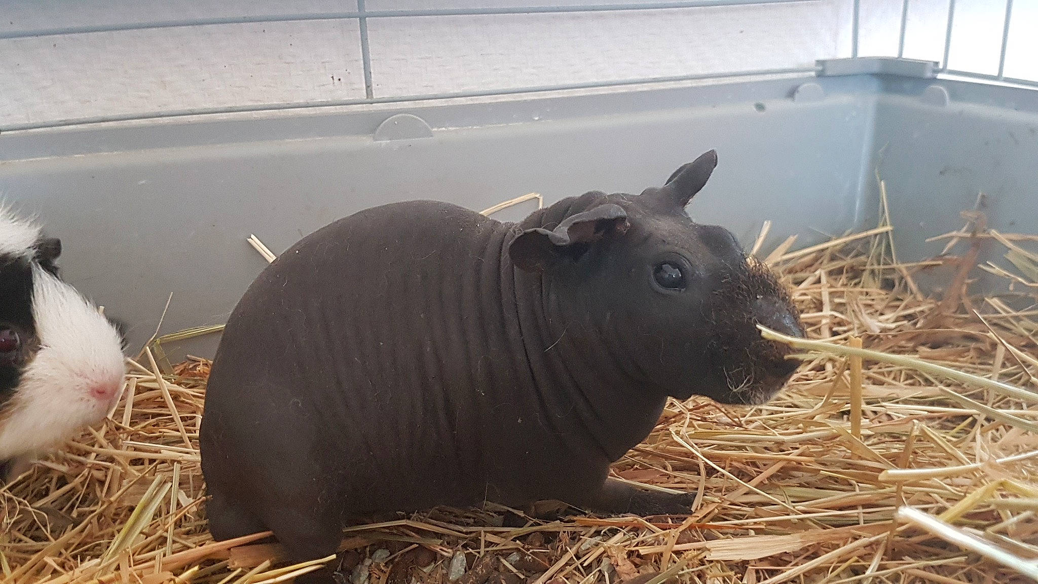 Titi a rejoint le concours — aidez-le/la à gagner de superbes lots ! grass, guinea_pig, mammal, snout, straw, terrestrial_animal, vertebrate
