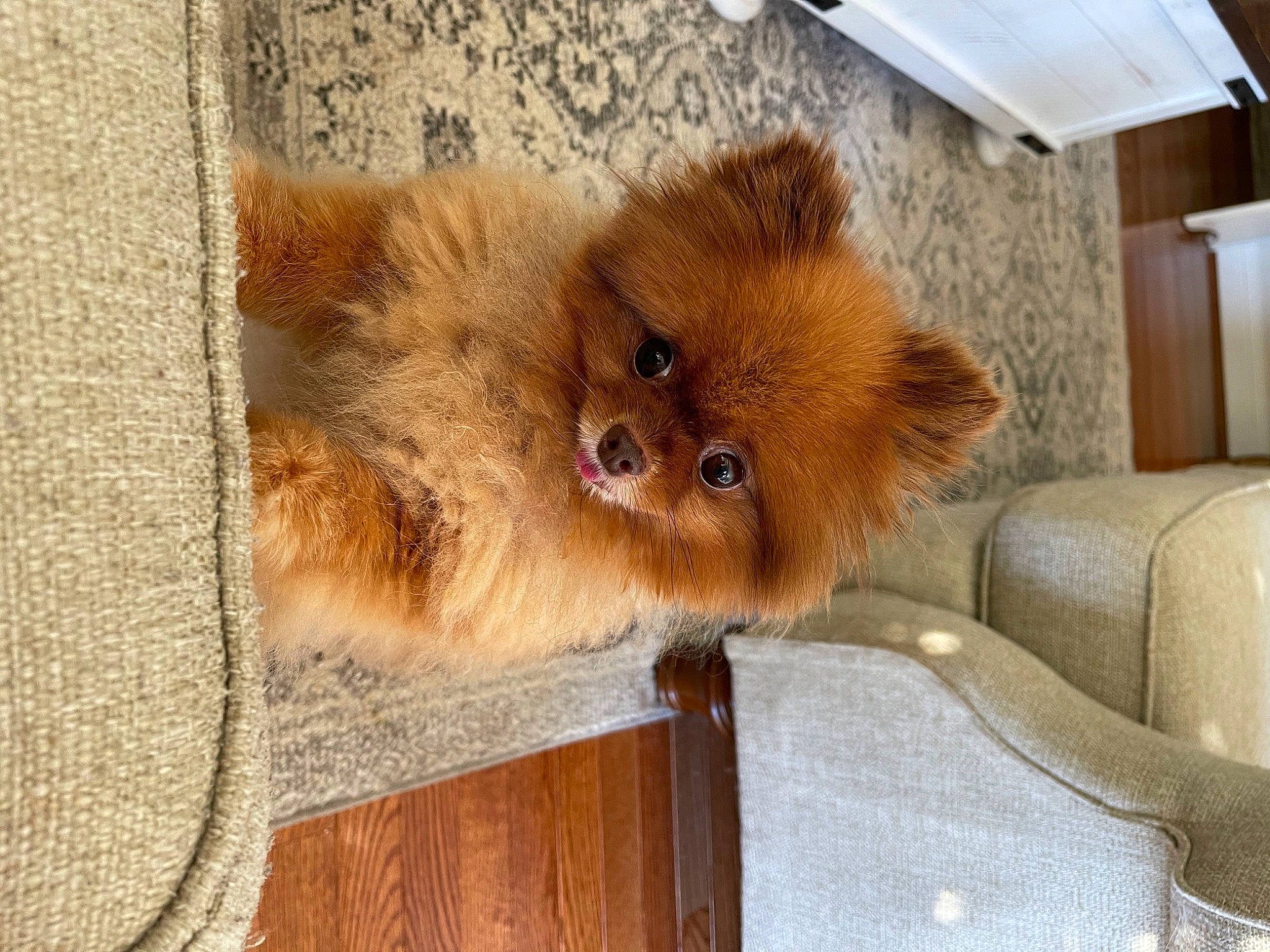 Avery joined the competition — help win amazing prizes! carnivore, companion_dog, couch, dog, dog_breed, fawn, fur, german_spitz, german_spitz_klein, german_spitz_mittel, liver, snout, spitz, sporting_group, tail, terrestrial_animal, volpino_italiano, whiskers, wood, working_animal