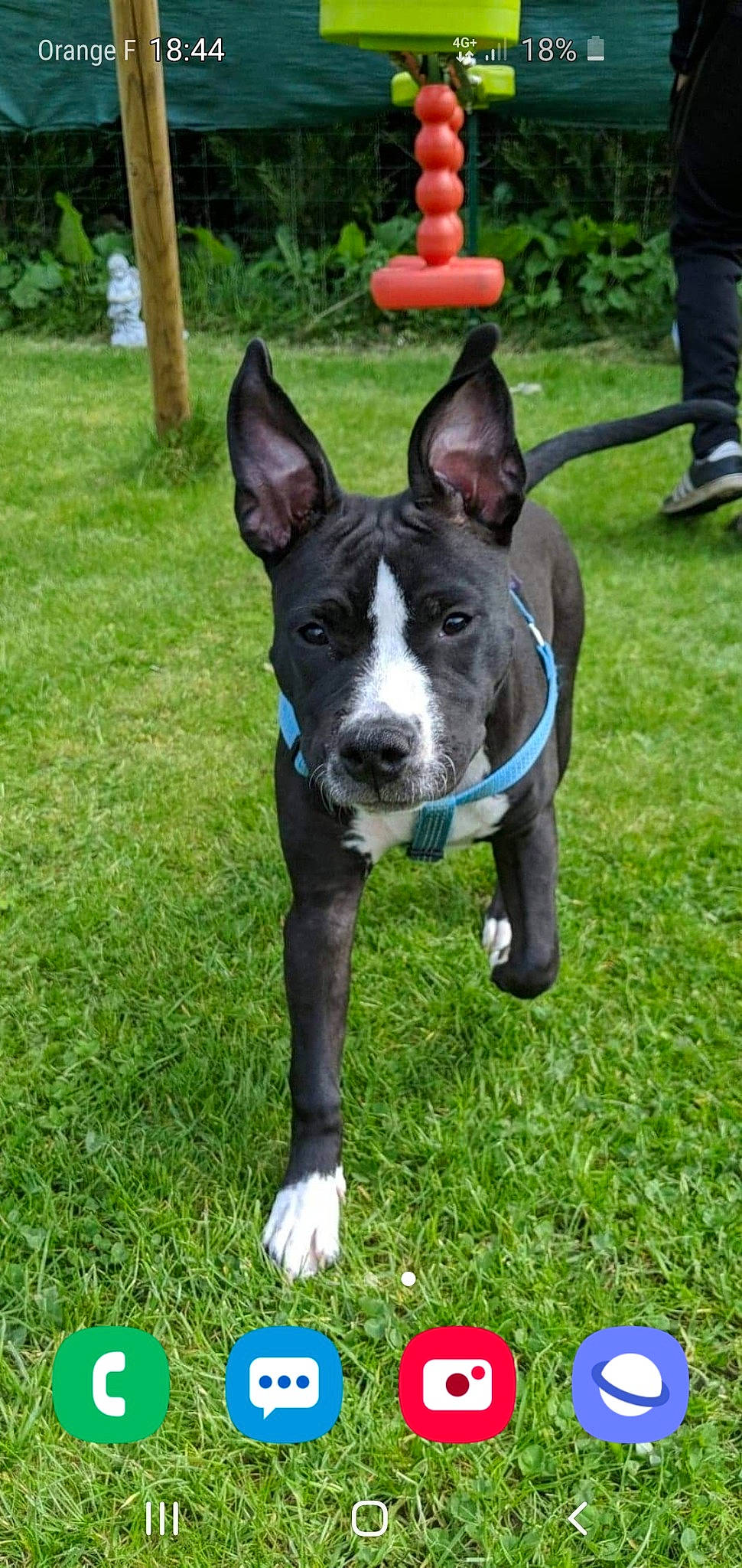 Marley a rejoint le concours — aidez-le/la à gagner de superbes lots ! american_pit_bull_terrier, american_staffordshire_terrier, bull_and_terrier, bull_terrier, bull_terrier_miniature, canidae, carnivore, dog, dog_breed, fawn, mammal, mcnab, non_sporting_group, old_english_terrier, rare_breed_dog, snout, terrier, vertebrate