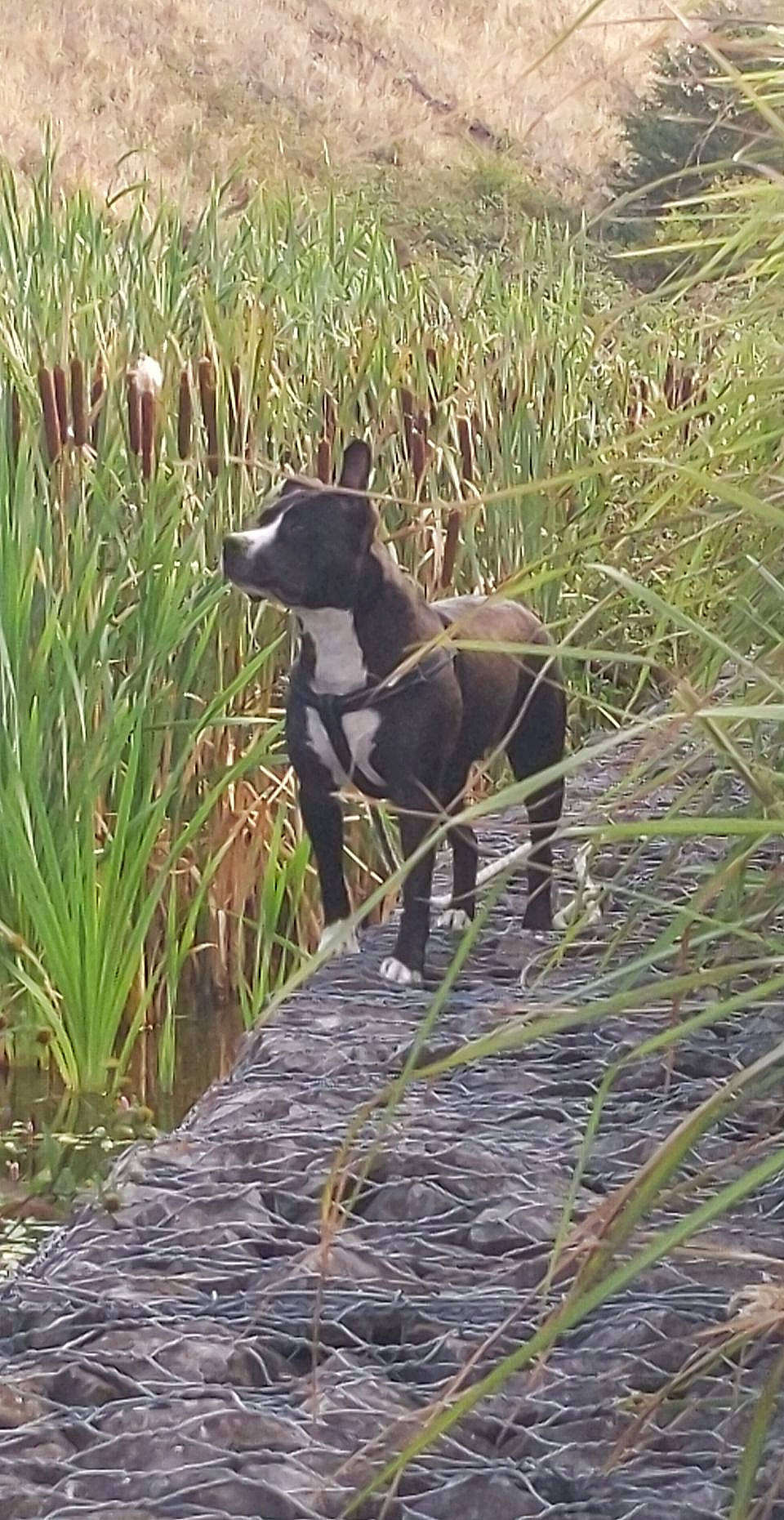 Marley a rejoint le concours — aidez-le/la à gagner de superbes lots ! canidae, carnivore, dog, dog_breed, grass, grass_family, hunting_dog, mammal, patterdale_terrier, plant, sporting_group, vertebrate