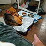 dog, pet_bed, food_bowl, water_bowl, floor, blanket, cat, foot, human, broom, shelf, clothing, plastic_container, wood_floor, indoor, pet, collar, animal, resting, home
