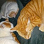 cat, sleeping, orange_cat, white_cat, fur, pet, animal, cozy, resting, blanket, snuggling, domestic_cat, cute, feline, indoor, three_cats, peaceful, soft, warm, companion