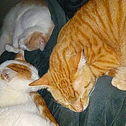 Prince Lucky Tiger is registered to the contest to win money with this photo: cat, sleeping, orange_cat, white_cat, fur, pet, animal, cozy, resting, blanket, snuggling, domestic_cat, cute, feline, indoor, three_cats, peaceful, soft, warm, companion