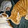 Prince Lucky Tiger
