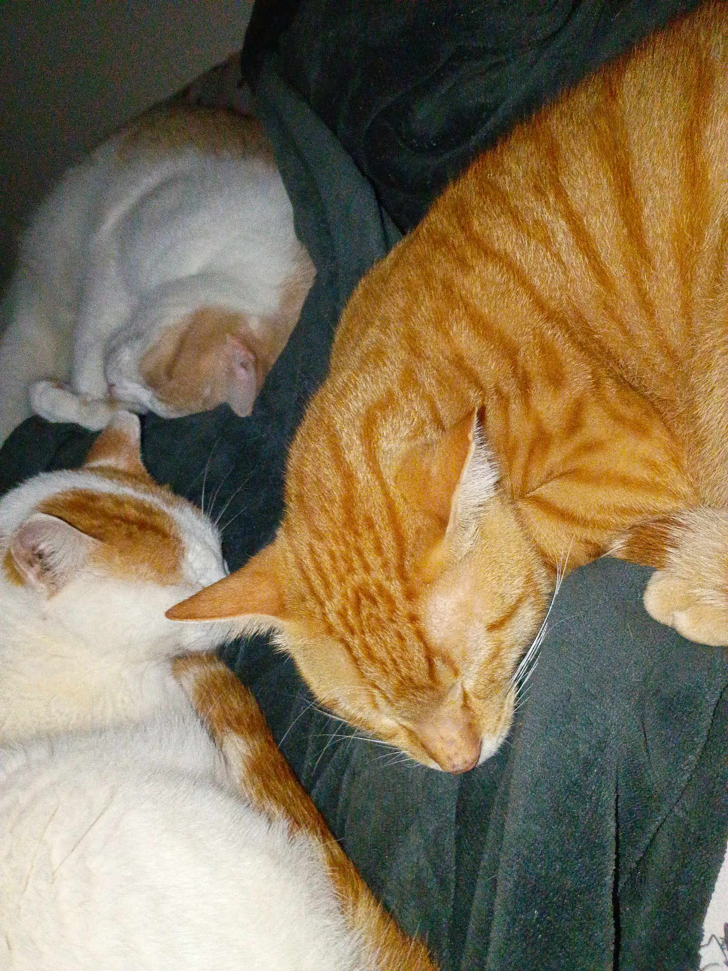 Prince Lucky Tiger is registered to the contest to win money with this photo: cat, sleeping, orange_cat, white_cat, fur, pet, animal, cozy, resting, blanket, snuggling, domestic_cat, cute, feline, indoor, three_cats, peaceful, soft, warm, companion