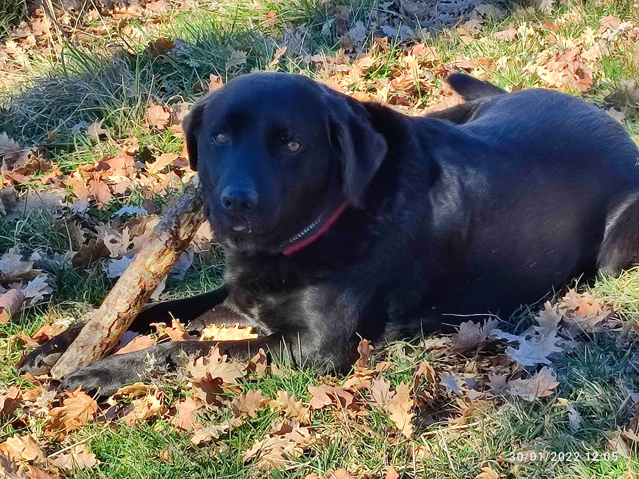 Jacob a rejoint le concours — aidez-le/la à gagner de superbes lots ! borador, canidae, carnivore, collar, companion_dog, dog, dog_breed, dog_collar, fur, grass, gun_dog, hunting_dog, liver, plant, retriever, snout, sporting_group, tail, terrestrial_animal, working_animal