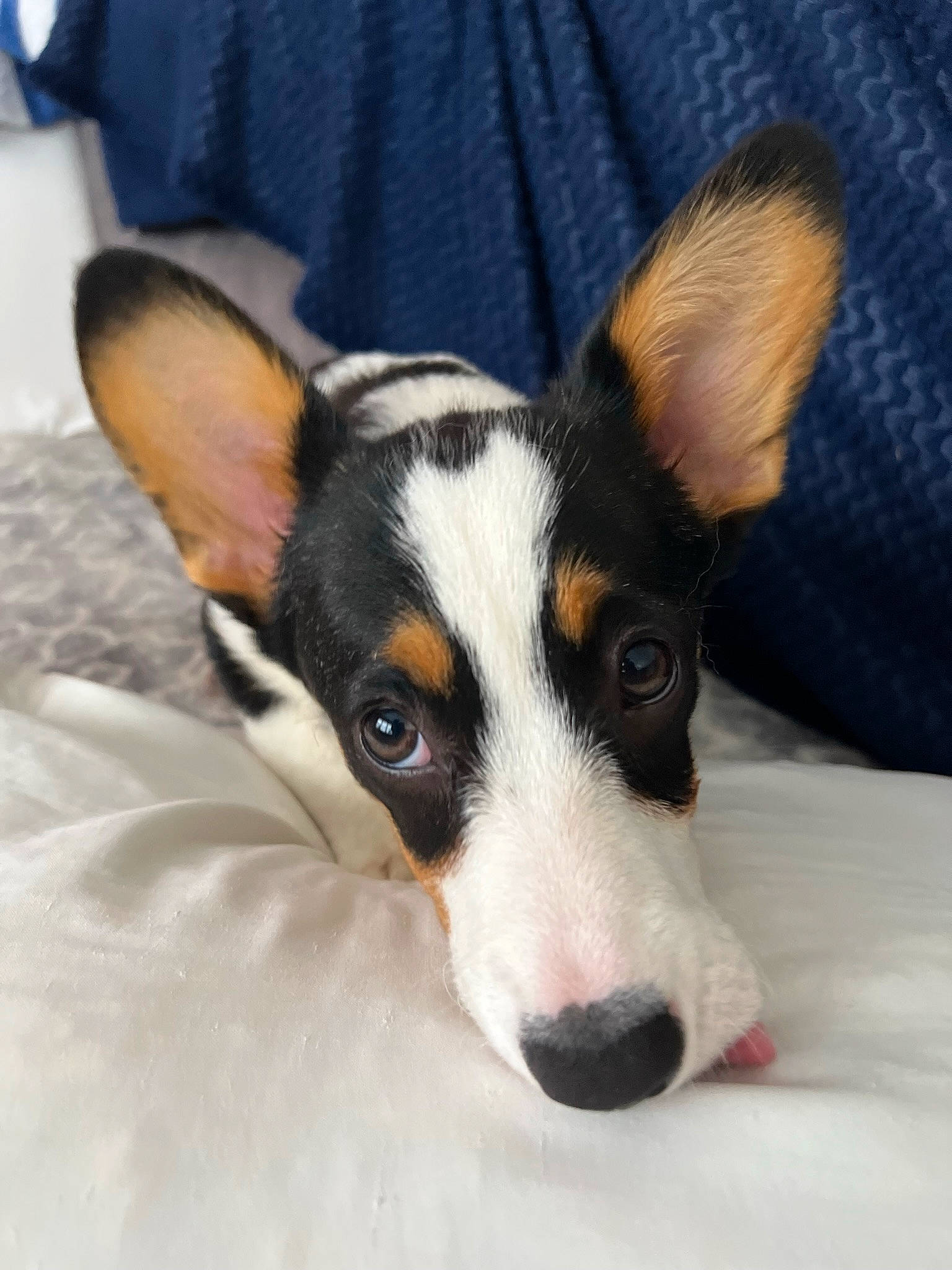 Lulabelle is registered to the contest to win money with this photo: art, canidae, carnivore, chilean_fox_terrier, comfort, companion_dog, dog, dog_breed, ear, fur, paw, puppy, snout, sporting_group, terrestrial_animal, terrier, toy_dog, whiskers, working_animal, working_dog