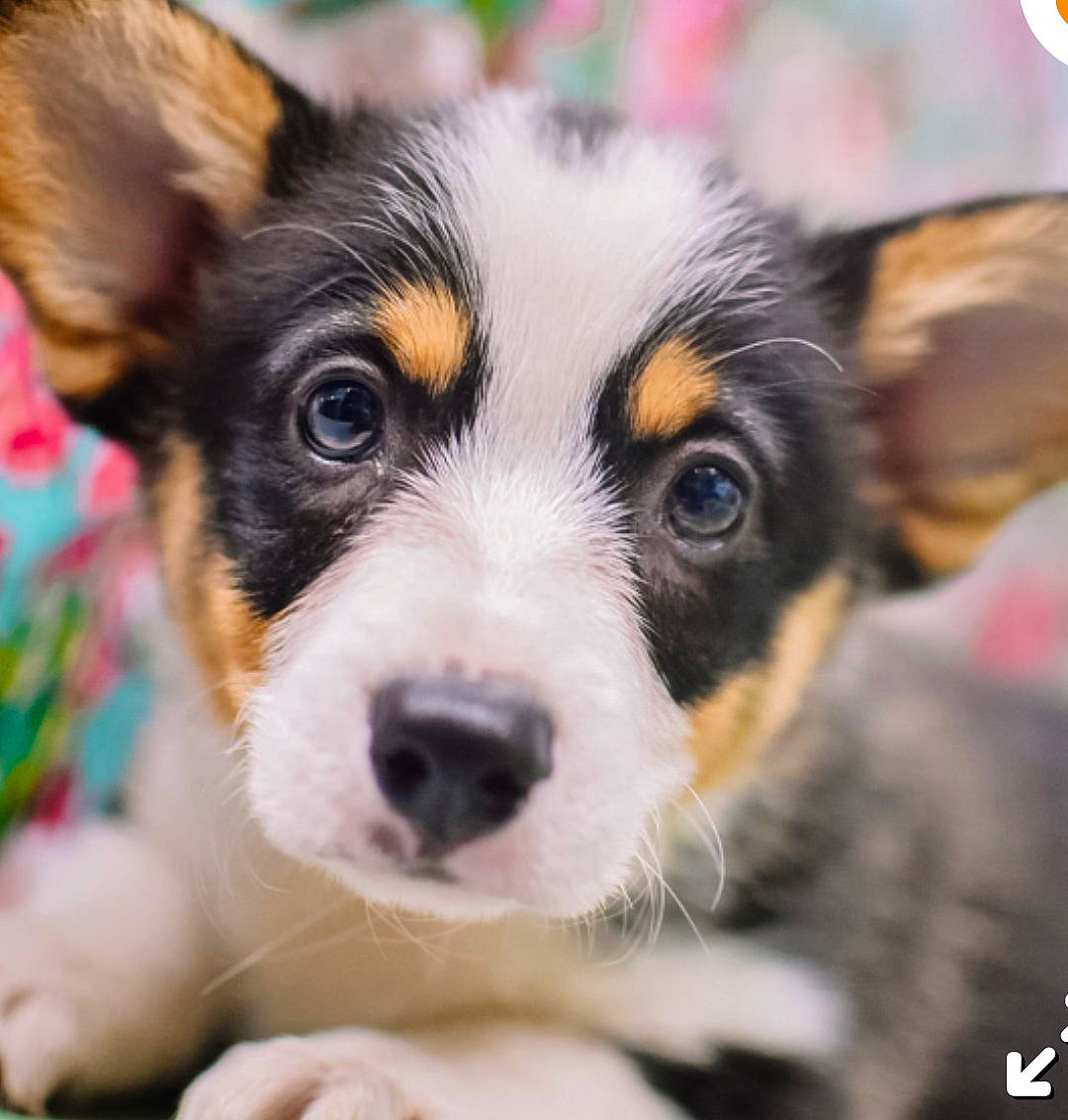 Lulabelle joined the competition — help win amazing prizes! ancient_dog_breeds, canidae, carnivore, companion_dog, dog, dog_breed, fur, herding_dog, photography, plant, puppy, snout, sporting_group, street_dog, terrestrial_animal, terrier, whiskers, working_animal, working_dog