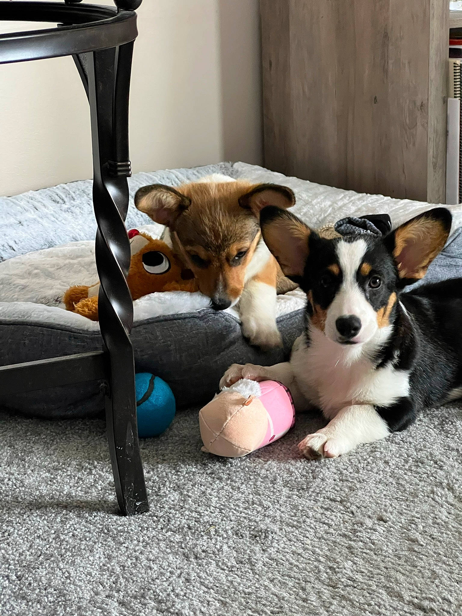 Lulabelle joined the competition — help win amazing prizes! canidae, carnivore, comfort, companion_dog, desk, dog, dog_breed, dog_supply, fawn, felidae, mammal, snout, sporting_group, stuffed_toy, table, tail, toy, vertebrate, wood, working_animal