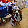 Tigrou a rejoint le concours — aidez-le/la à gagner de superbes lots ! dog, beagle, santa_outfit, christmas, presents, gift_boxes, holiday_decorations, floor, indoor, festive, wrapped_gifts, wooden_floor, cute, pet, animal, christmas_tree, ornaments, red, white, cozy
