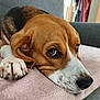 beagle, dog, pet, close_up, resting, blanket, soft_texture, indoor, fur, paw, face, nose, brown, white, black, expression, eyes, cozy, couch, relaxed