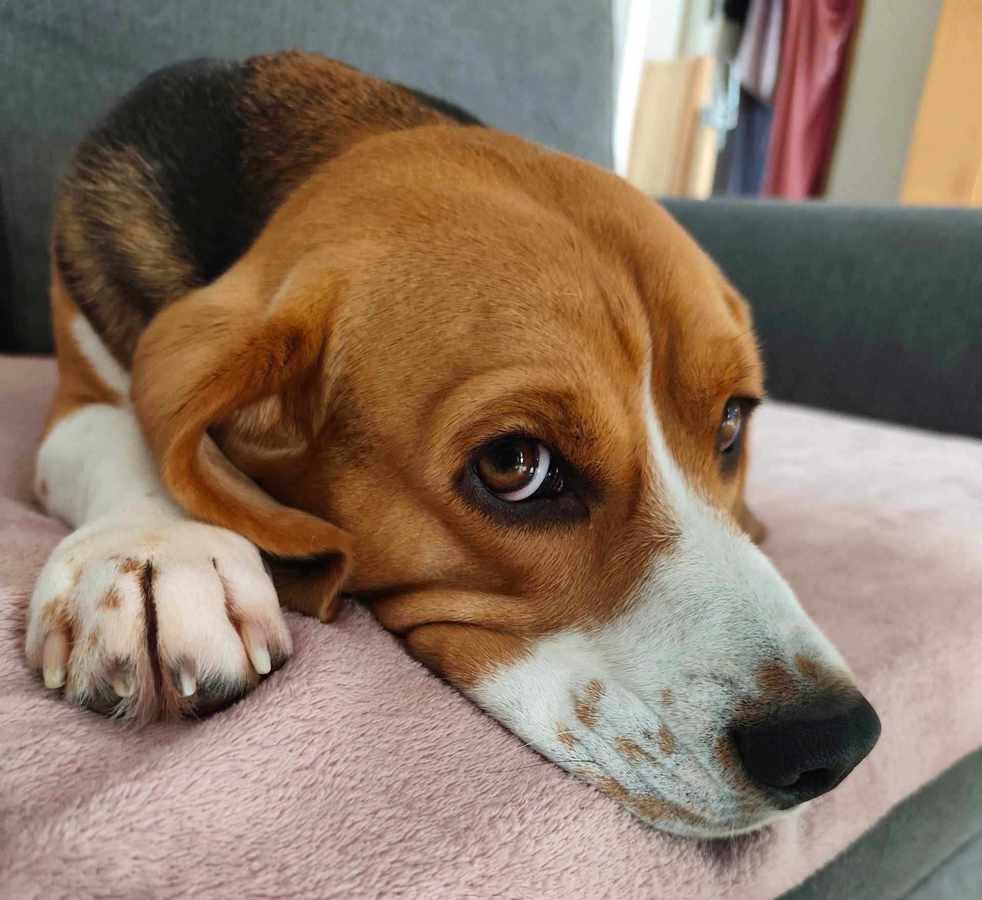 Tigrou a rejoint le concours — aidez-le/la à gagner de superbes lots ! beagle, dog, pet, close_up, resting, blanket, soft_texture, indoor, fur, paw, face, nose, brown, white, black, expression, eyes, cozy, couch, relaxed