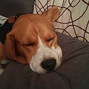 Tigrou participe au concours pour gagner de l'argent avec cette photo : dog, beagle, sleeping, pillow, cushion, brown, white, black_nose, closed_eyes, pet, indoor, resting, fur, animal, cute, canine, relaxed, soft, comfort, napping
