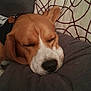dog, beagle, sleeping, pillow, cushion, brown, white, black_nose, closed_eyes, pet, indoor, resting, fur, animal, cute, canine, relaxed, soft, comfort, napping