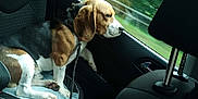 Tigrou a rejoint le concours — aidez-le/la à gagner de superbes lots ! dog, beagle, car_interior, car_seat, leash, window, travel, pet, animal, seatbelt, resting, side_view, road_trip, leisure, canine, domestic_animal, black_brown_white, looking_out_window, passenger_seat, transportation
