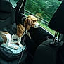 dog, beagle, car_interior, car_seat, leash, window, travel, pet, animal, seatbelt, resting, side_view, road_trip, leisure, canine, domestic_animal, black_brown_white, looking_out_window, passenger_seat, transportation