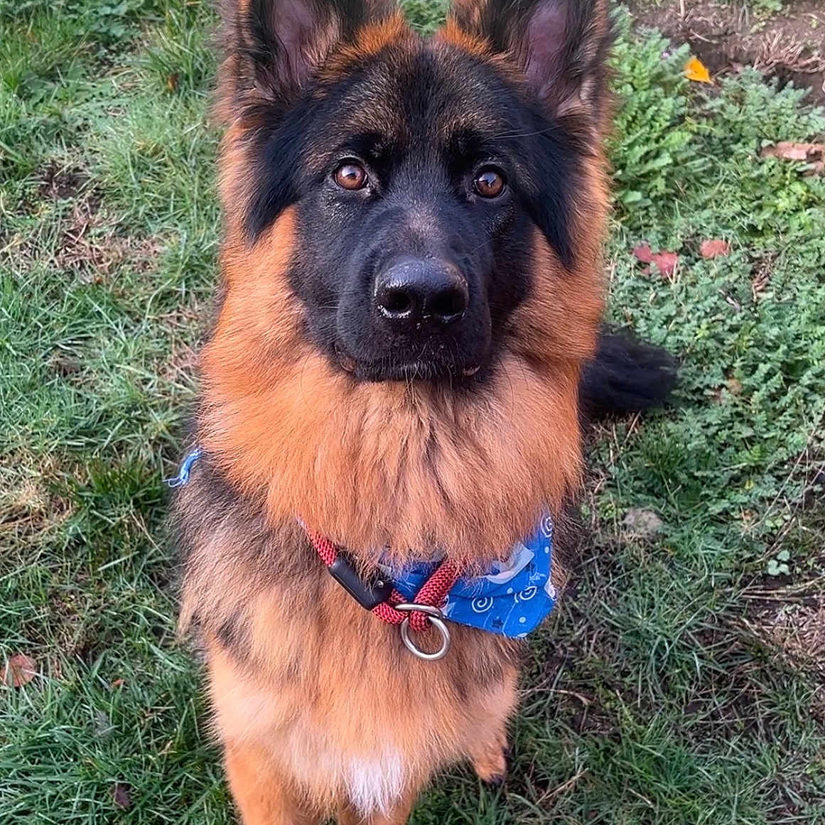 Zeus joined the competition — help win amazing prizes! alert, animal, bandana, black, brown, canine, collar, cute, dog, ears, fur, german_shepherd, grass, looking, mammal, nature, outdoor, pet, portrait, sitting