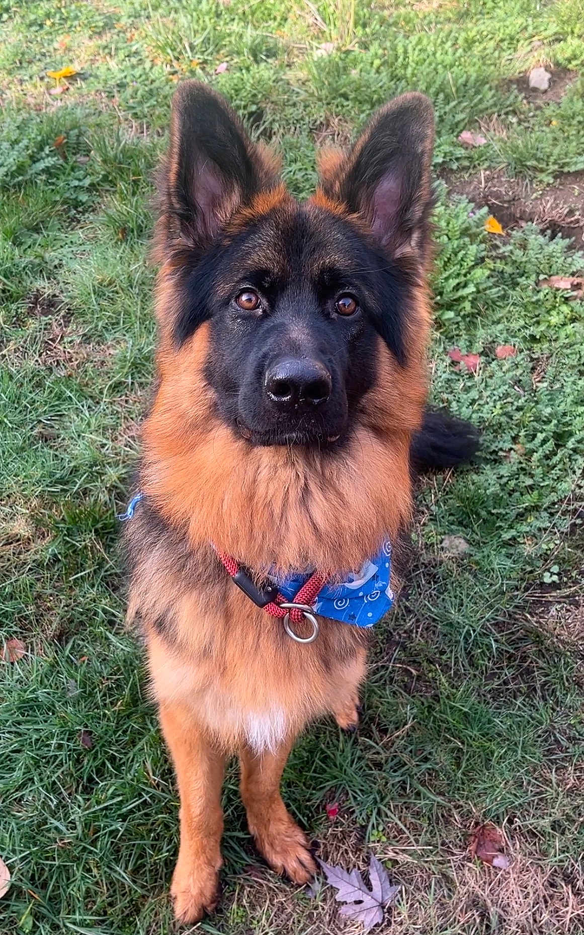Zeus joined the competition — help win amazing prizes! dog, german_shepherd, canine, pet, animal, outdoor, grass, fur, ears, collar, bandana, nature, portrait, mammal, brown, black, looking, sitting, alert, cute