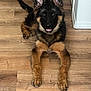 Zeus joined the competition — help win amazing prizes! german_shepherd, puppy, dog, pet, animal, lying_down, wooden_floor, ears_up, curious, brown, black, indoor, portrait, canine, young_dog, friendly, alert, domestic_animal, furry, cute